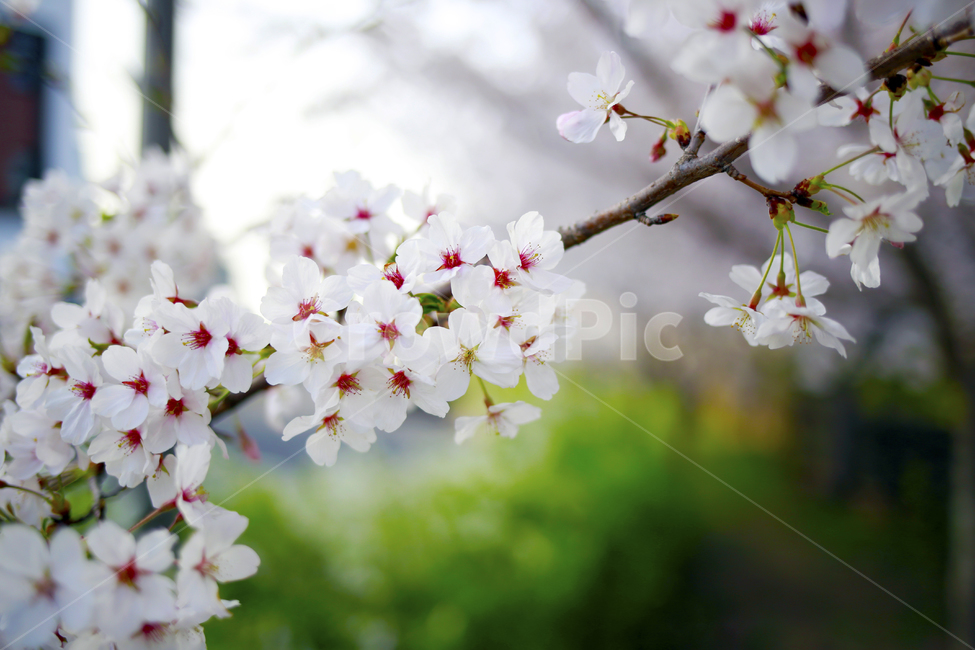 봄,벚꽃,봄날,꽃,spring,식물,봄,계절,spring,season,식물,자연,plants,nature,꽃,flower,plant,blossom,cherry blossom