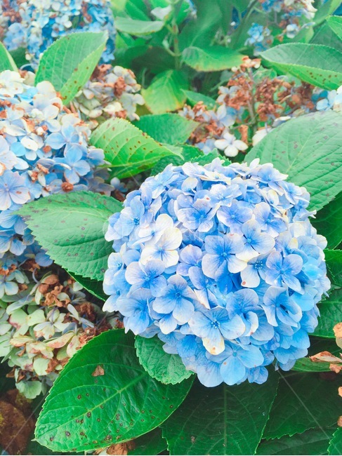 꽃,국화꽃,파란꽃,제주도꽃,국화,식물,자연,plants,nature,꽃,flower