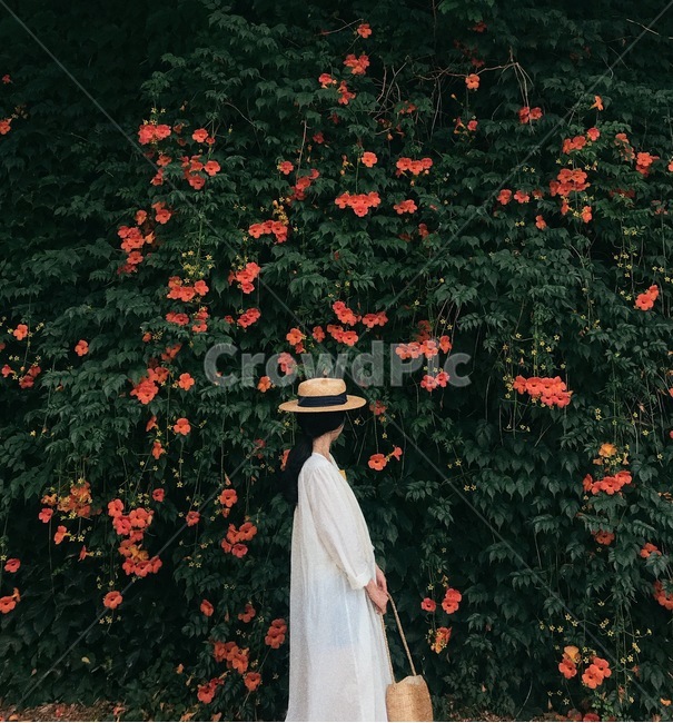 능소화,능소화벽,여자,플라워,여름꽃,꽃,flower,사람,인물,인간,human,person,여성,여자,woman,female,lady,감성,sensible,feeling