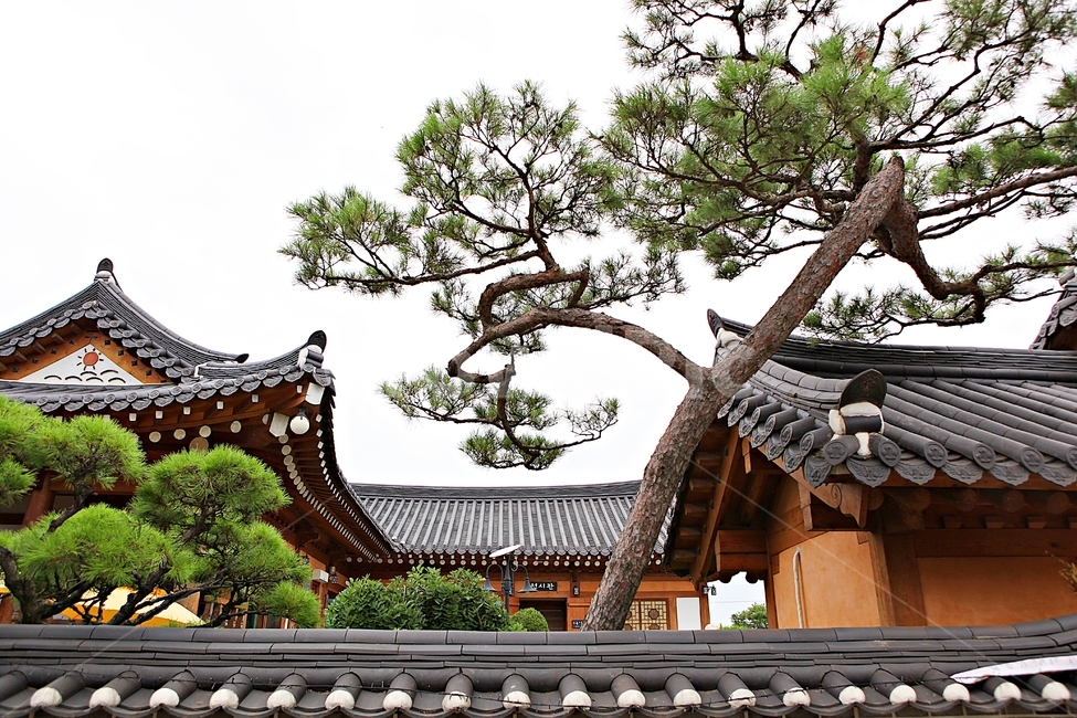 Hanok house,Hanok,nature,plant,sight,tree,tiled house,Dosol Art Museum,house,Art gallery,traditional house