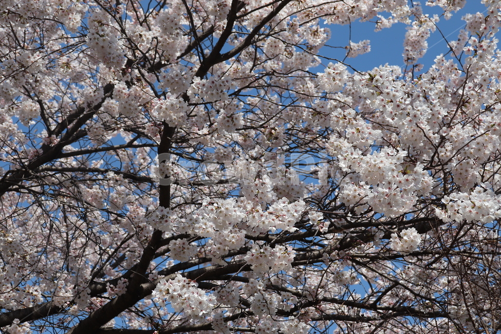 꽃,도시와꽃,강,봄,자연,봄,계절,spring,season,plant,식물,flower,blossom