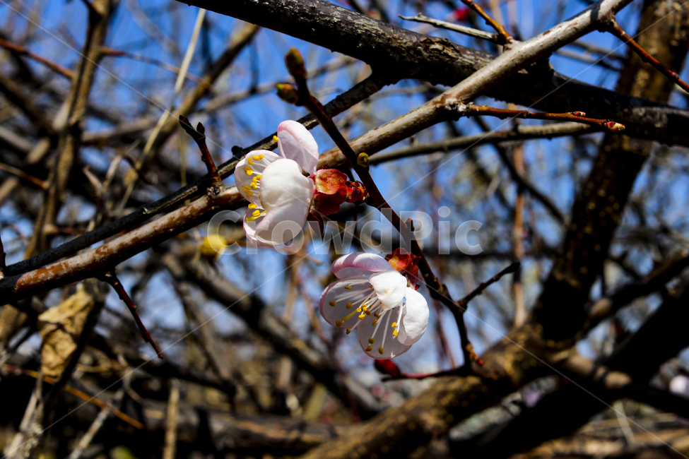 봄,꽃,봄꽃,매화,flower,봄이미지,봄,계절,spring,season,식물,자연,plants,nature,꽃,flower,plant