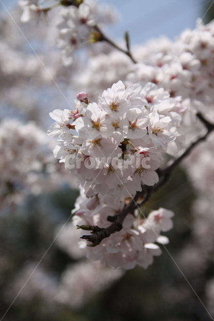 벚꽃,봄,꽃,하늘,벚꽃축제,풍경,분홍,봄,계절,spring,season,식물,자연,plants,nature,꽃,flower,plant,blossom,cherry blossom