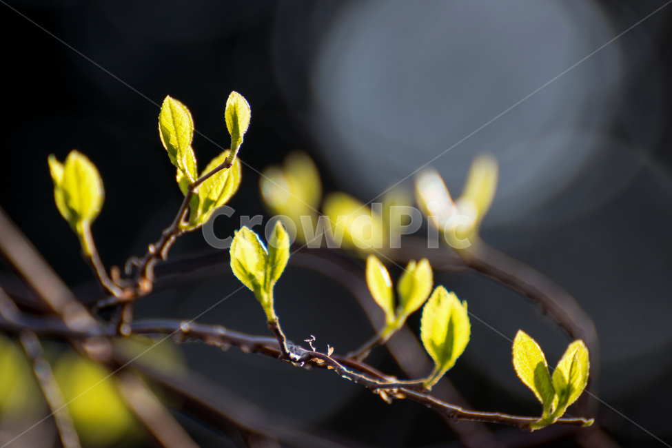 새싹,새순,봄,잎사귀,새생명,식물,자연,plants,nature
