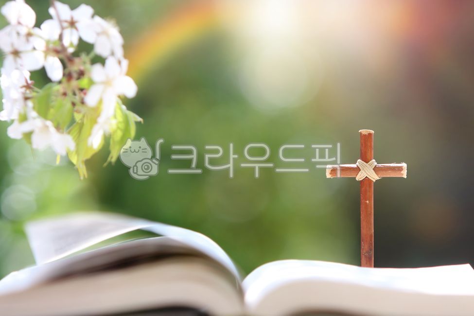 Holy Spirit,Easter,symbol,cherry tree,forest,Bible book background,sunshine,suffering,tree branch,Bible,church,bright,faith,spring,petal,Jesus,white,grace,evangelism,cathedral,holy,nature,cross,tree,Christianity,Jesus Christ,resurrection,cross background,