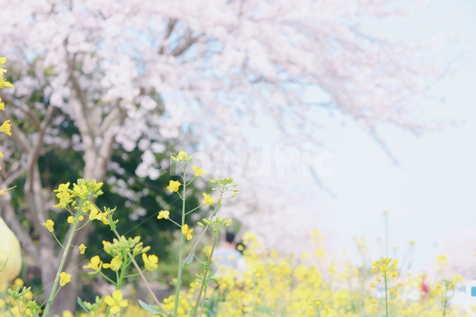 유채꽃,벚꽃,꽃,플라워,하늘,봄,계절,spring,season,자연,풍경,nature,landscape,plant,식물,flower,blossom