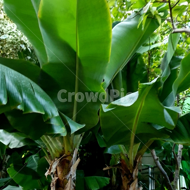 leaf,잎,plant,나무,초목,야자수,tree,분위기,감성,식물,식물원,자연,초록,식물,자연,plants,nature