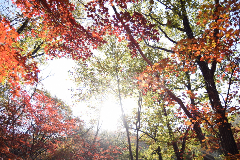 단풍,단풍나무,단풍나무숲,산,가을,등산,숲,자연,태양,풍경,나무,maple,mapletree,mapleforest,mountain,forest,climb,nature,sun,landscape,가을,계절,fall,autumn,season,자연,풍경,nature,landscape,식물,plants,나무,trees,wood,휴식,힐링,rest,relaxation,healing,tree,plant,light,빛,flare,플레어,leaf,잎