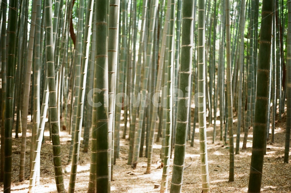 plant,식물,대나무,대나무숲,bamboo,식물,자연,plants,nature,나무,trees,wood