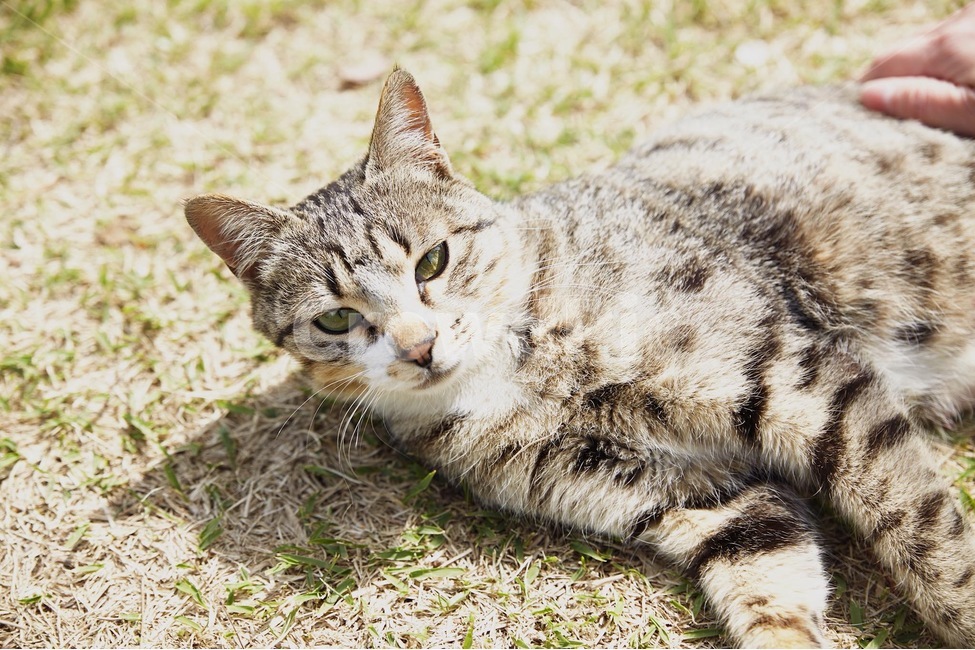 고양이,길냥이,귀여움,감성사진,감성,동물,animal,포유류,mammal,고양이,cat,kitten,kitty