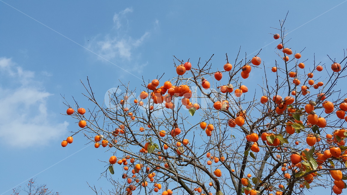 감,단감,가을,가을하늘,하늘,가을,계절,fall,autumn,season,plant,식물,fruit,과일,food,음식,persimmon