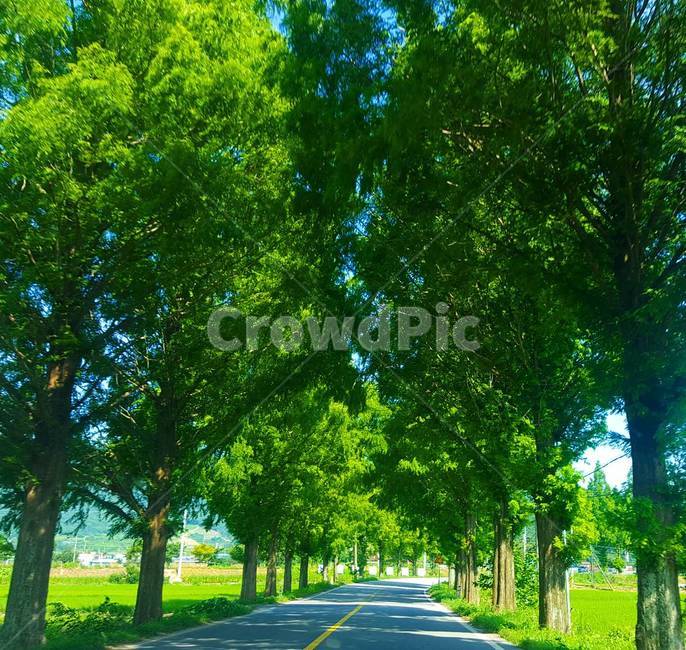 나무,담양,메타세콰이어길,드라이브,여름,초록색,자연,풍경,nature,landscape,road,도로,tree,plant,식물