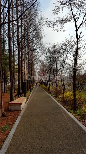 꽃,힐링,노랑,숲,산책로,개나리,벤치,휴식,길,봄,계절,spring,season,자연,풍경,nature,landscape,asphalt,아스팔트