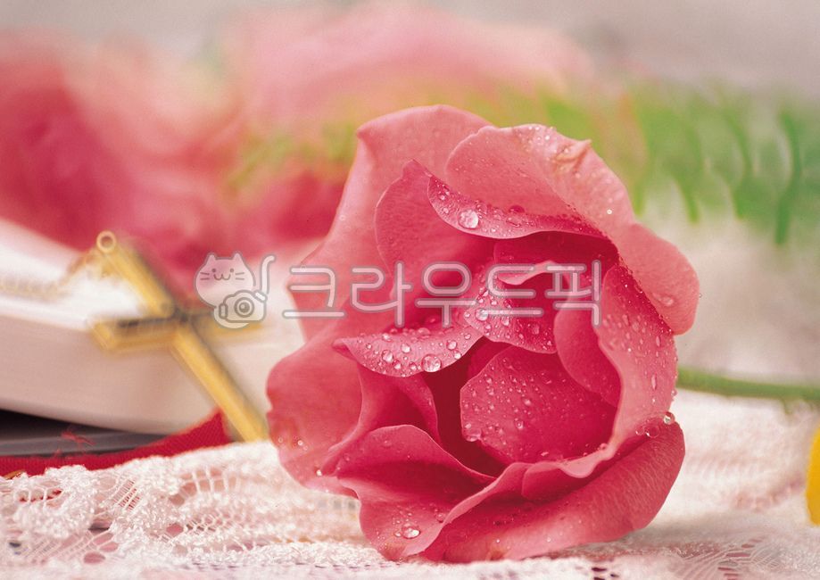 synthesis,image,race,image source,rosary,One bunch,religion,flower,composite image,water drop,computer graphics,The Cross,Dew,Christian