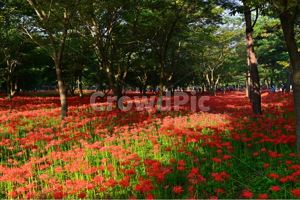 nature,자연,outdoors,옥외,plant,식물,tree,나무,경치,경관,풍경,영광,불갑사,꽃무릇,상사화축제,축제,아침,안경,빛,안개
