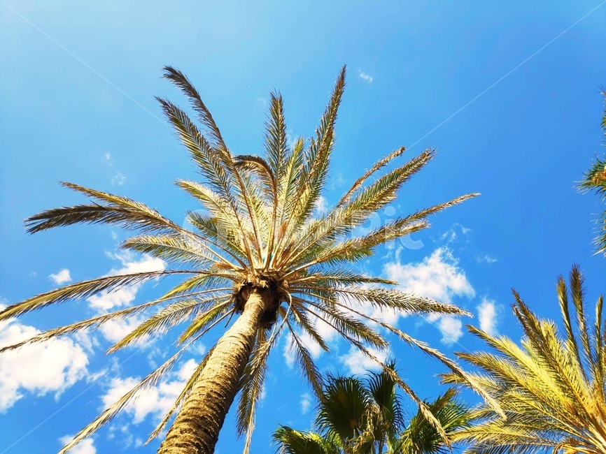 야자수,나무,summer,여름,palmtree,plant,식물,tree,하늘,파란,blue,휴가,휴식