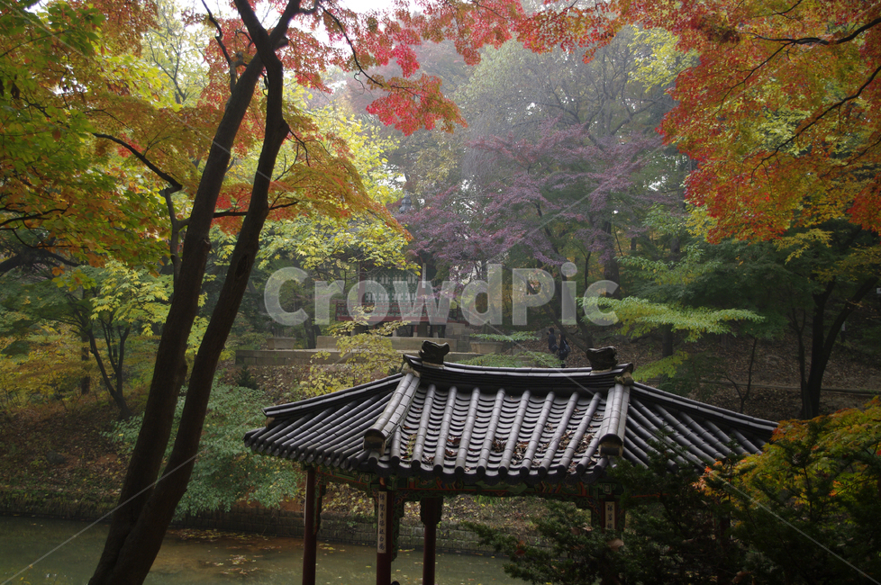 관람정,창덕궁후원,고궁,건축,전통건축,traditional,전통,기와지붕,가을,fall,나무,식물,plant,단풍,가을,계절,fall,autumn,season,한국전통,한국문화,korean traditional,korean culture,랜드마크,landmark,tourist attraction,한국랜드마크,한국관광지,한국명소,korea landmark,korea tourist attraction,outdoors,옥외