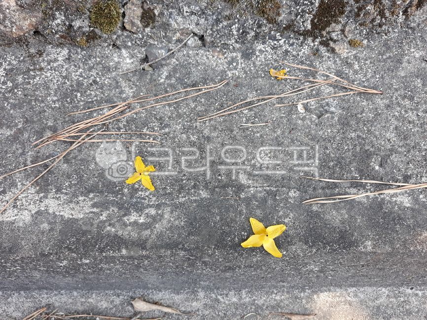 개나리,꽃잎,노랑,봄꽃,봄,꽃,길,바닥,낙화,leaf,잎,plant,식물