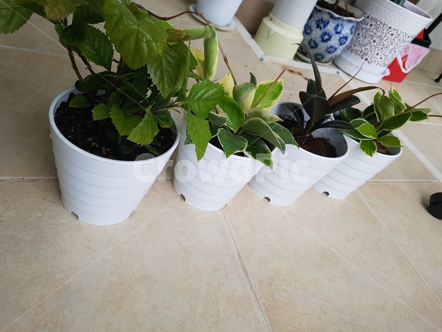 화분,하얀화분,화초,초록화초,베란다,식물,자연,plants,nature,실내용화초,화분,화초,house plant