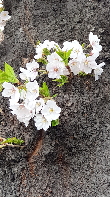 봄,3월,벗꽃,벗꽃나무,시작