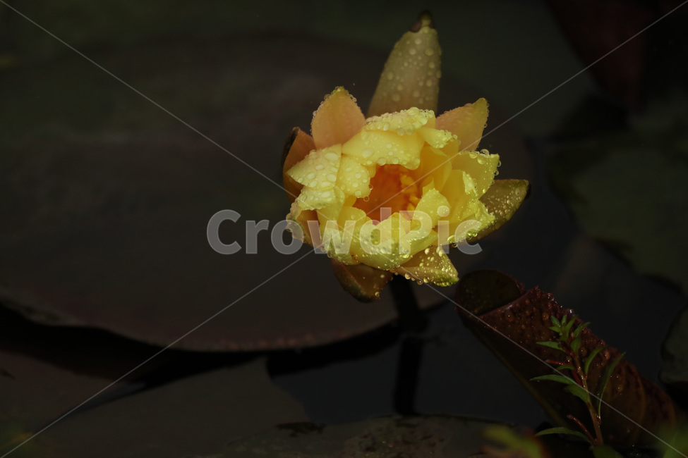 수련,노랑,신비,호수,청순,식물,자연,plants,nature,꽃,flower