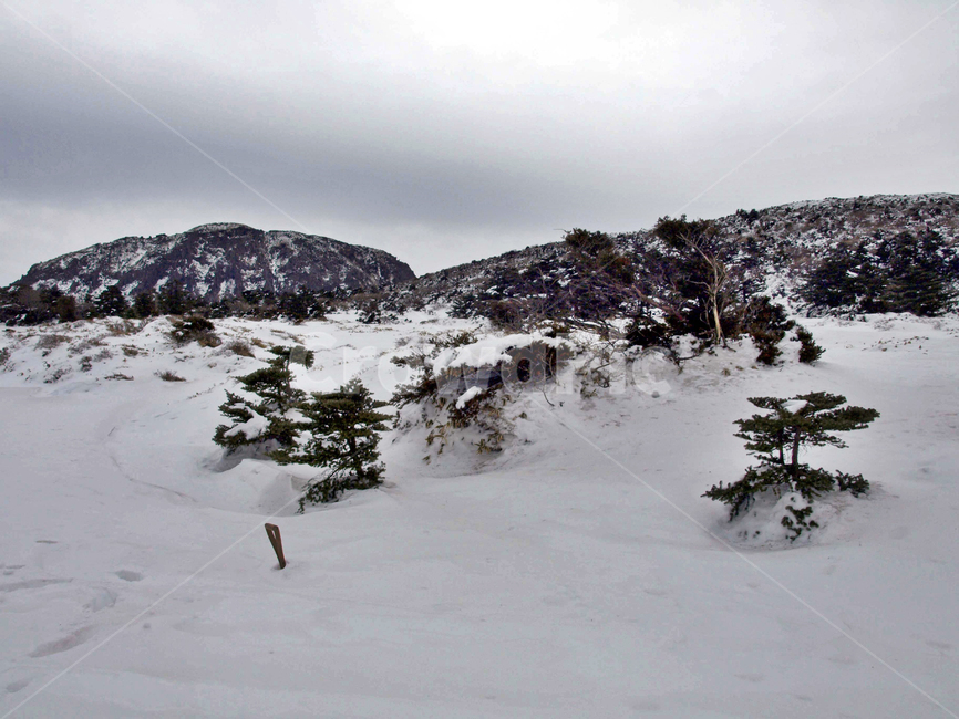 어리목,제주도,한라산,설경,겨울,설화,겨울산,눈,백록담,겨울,계절,winter,season,자연,풍경,nature,landscape,tree,나무,plant,식물,fir,전나무