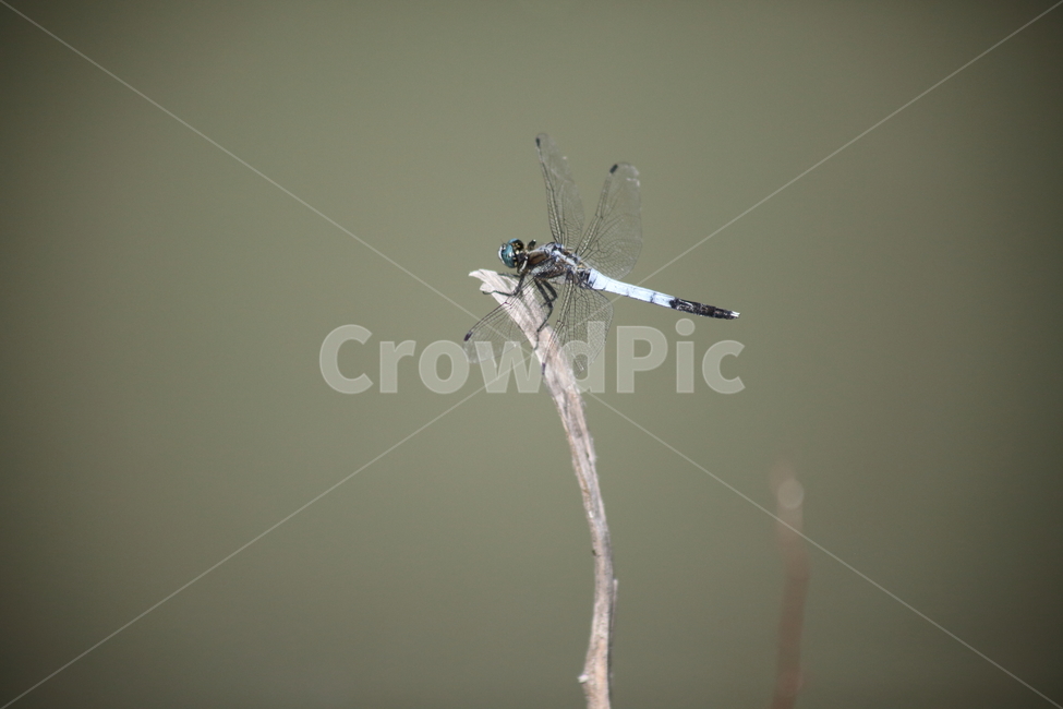 잠자리,밀잠자리,곤충,동물,dragonfly