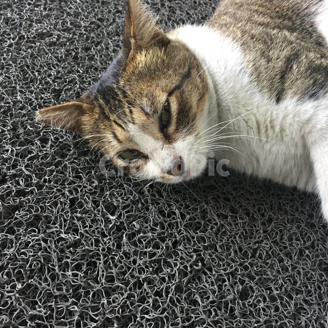 고양이,동물,누워있는고양이,얼룩고양이,귀여움,동물,animal,포유류,mammal,고양이,cat,kitten,kitty