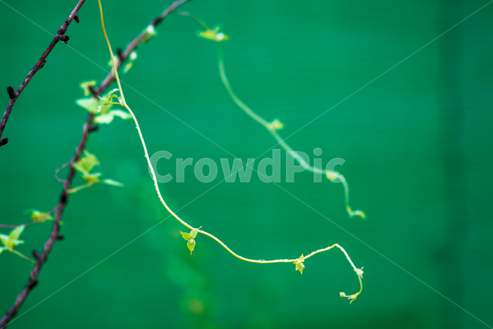 식물,넝쿨,줄기,자연,감성,식물,자연,plants,nature