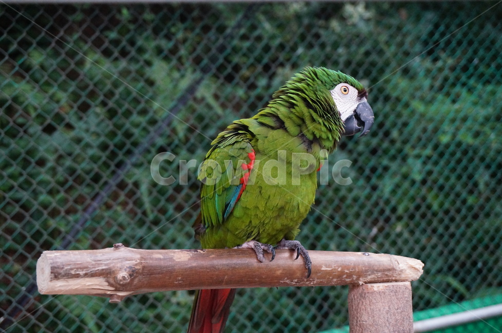 새,앵무새,동물원,동물,앵무세,동물,animal,조류,새,birds