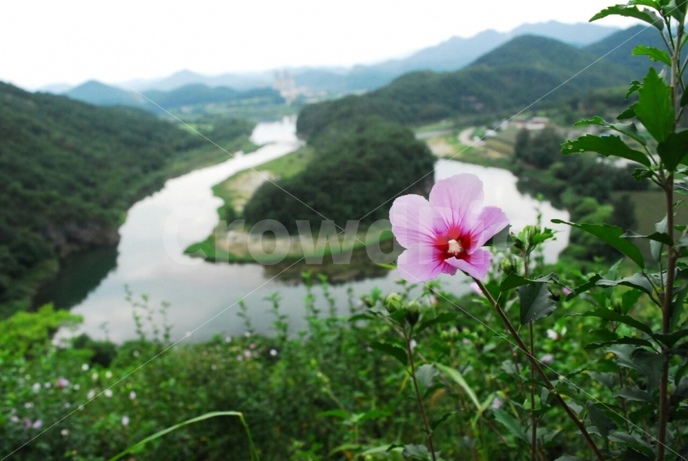 한반도지형,무궁화,대한민국,강,지형,식물,자연,plants,nature,꽃,flower