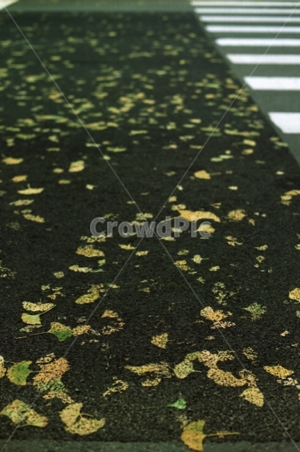 은행,은행나무,나뭇잎,도로,도장,필름,필름카메라,프린팅,가을,계절,fall,autumn,season,교통,교통수단,traffic,transportation,asphalt,아스팔트