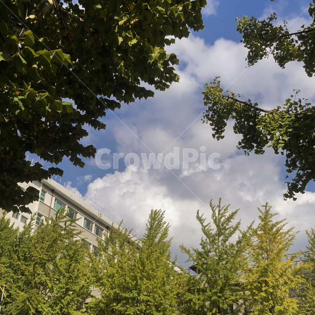 nature,자연,weather,날씨,outdoors,옥외,cumulus,sky,하늘,cloud,구름,tree,나무,plant,식물,자연,풍경,nature,landscape