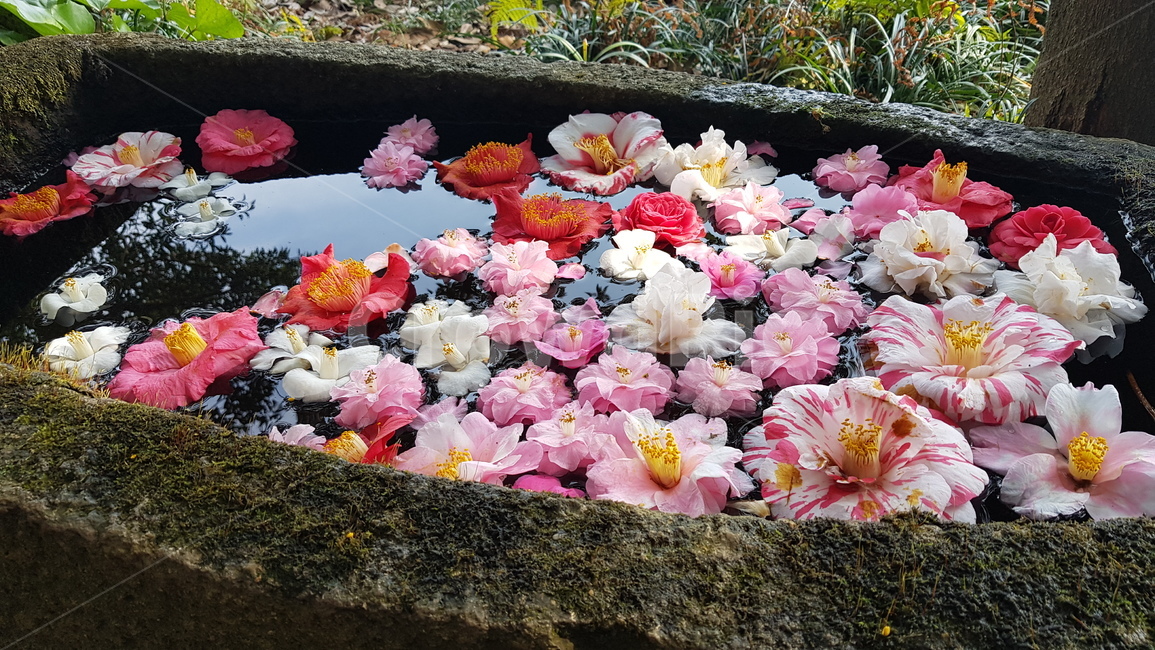 동백꽃,동백,카멜리아,제주,꽃,꽃,flower
