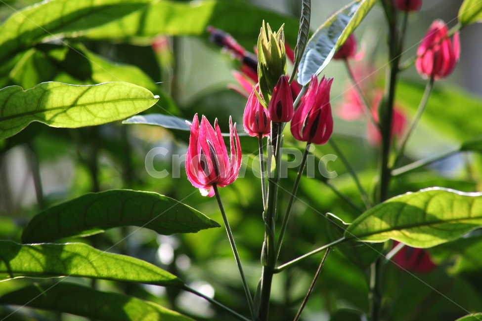 파보니아,브라질촛대,braziliancandles,pavoniaintermedia,pavoniamultiflora