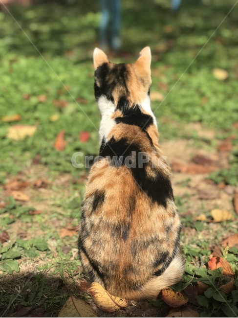 고양이,동물,길고양이,코리안숏헤어,코숏,냐옹이,straycat,koreanshorthair,kitty,street,stretch,길냥이,삼색이,삼색고양이,뒷모습,뒷태,animal