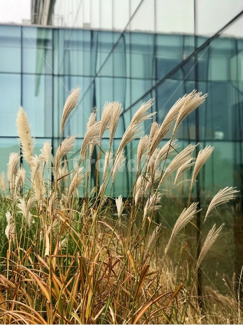 갈대,가을,자연,감성,창문,베이지,가을,계절,fall,autumn,season,plant,식물,grass,잔디,lawn