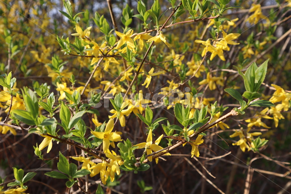flower,forsythia,개나리,꽃,노란색,노란꽃