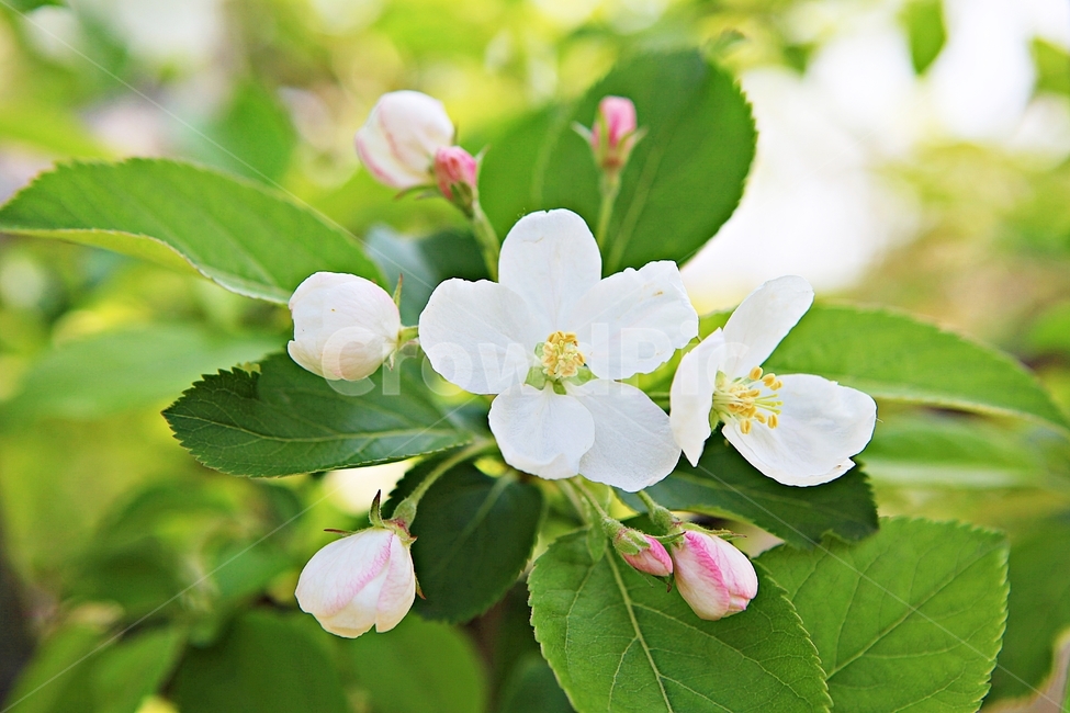 꽃사과,꽃,나무,나무잎,배경,자연