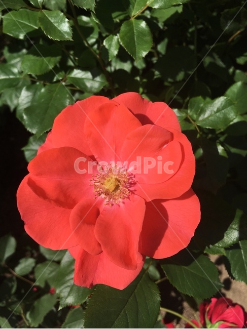 꽃,빨강,가시,plant,화분,장미,flower,blossom,제라늄,식물,자연,plants,nature,꽃,flower