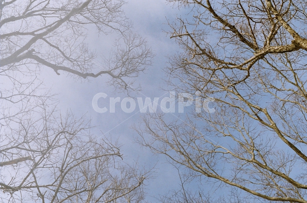 필름사진,제주도,한라산,눈,겨울,겨울,계절,winter,season,자연,풍경,nature,landscape,식물,plants,나무,trees,wood,tree,plant