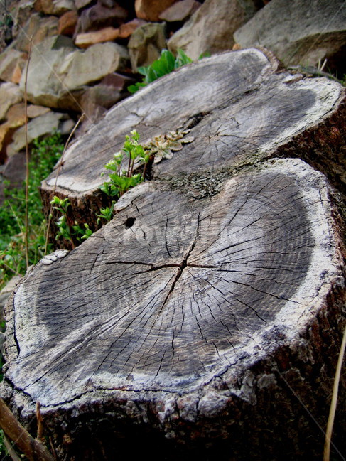 annual zone,old tree,stub,tree,treestump