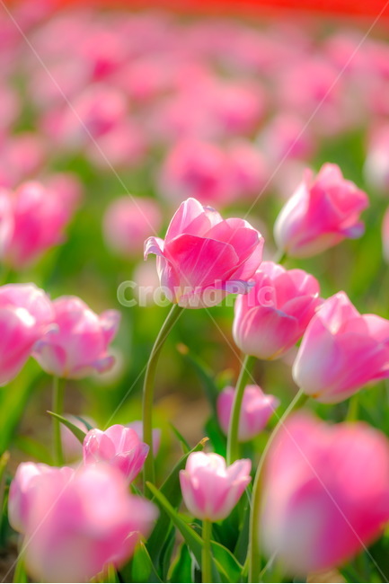 튤립,일상,꽃,봄,감성,봄,계절,spring,season,식물,자연,plants,nature,꽃,flower,휴식,힐링,rest,relaxation,healing,색깔,색상,색채,색감,color sense,color sensitivity,feeling of color,plant