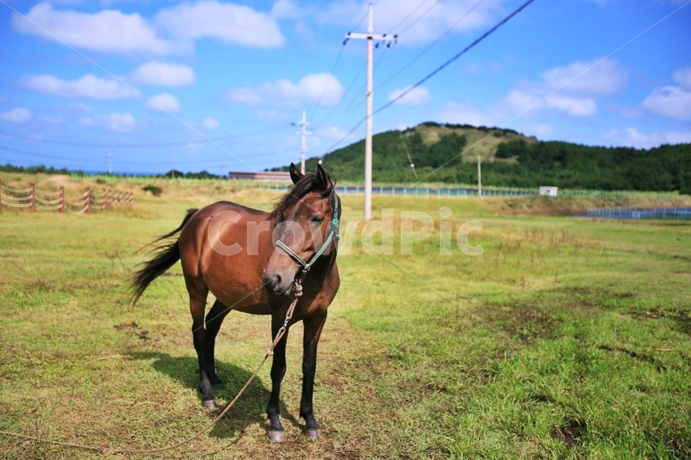 animal,동물,포유류,horse,말,하늘,구름,우도,동물,animal,포유류,mammal