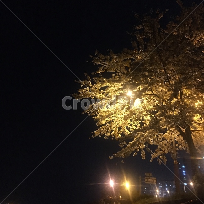 저녁,풍경,하늘,나무,저녁풍경,야경,자연,풍경,nature,landscape,야경,밤,nightscape,night,flare,플레어,light,빛