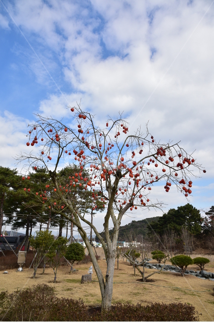 감,곶감,감나무,홍시,단감,과일,persimmon,식물,자연,plants,nature,나무,trees,wood,과일,열매,fruit