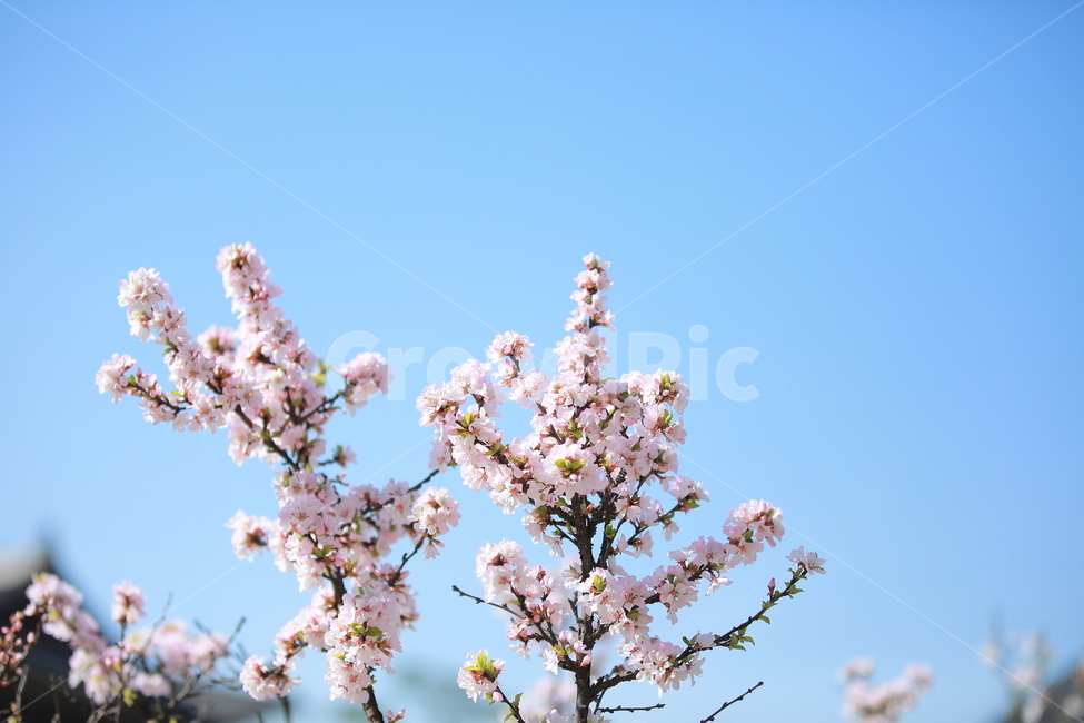 벚꽃,꽃,새싹,봄,벚꽃놀이,하늘,분홍색,분홍색꽃,캐논,5dmark3,봄,계절,spring,season,식물,자연,plants,nature,꽃,flower,plant
