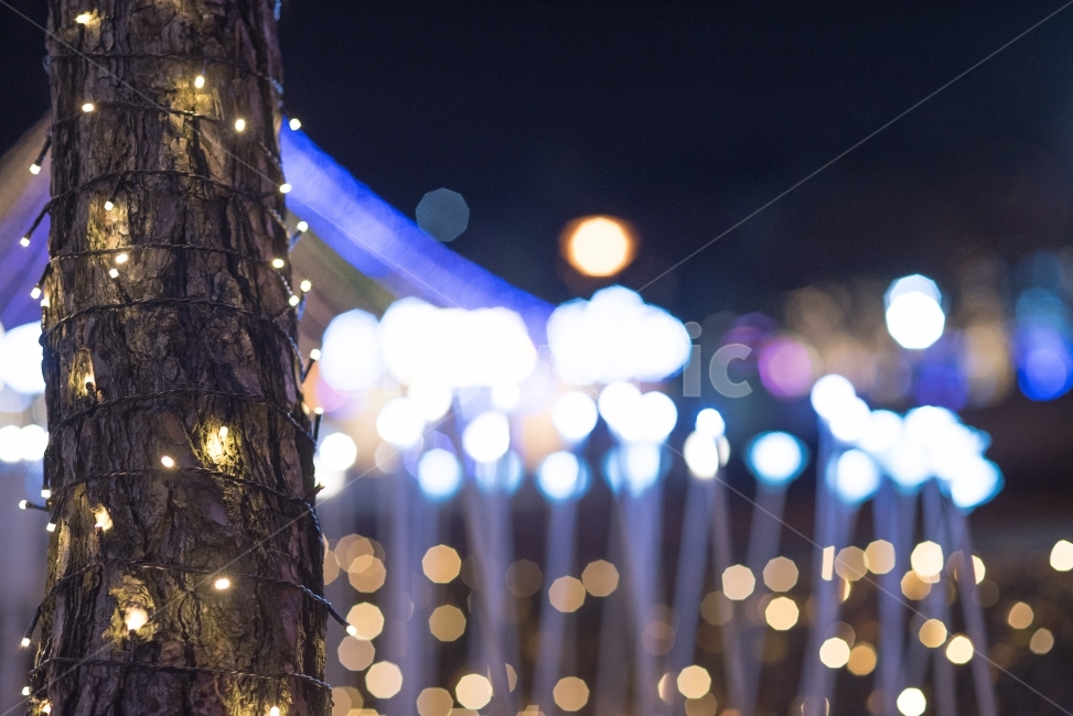 led축제,보케,불빛,배경사진,감성사진,led전구,led,led장미,led나무,야경,밤,풍경,nightscape,night,landscape,lighting,조명