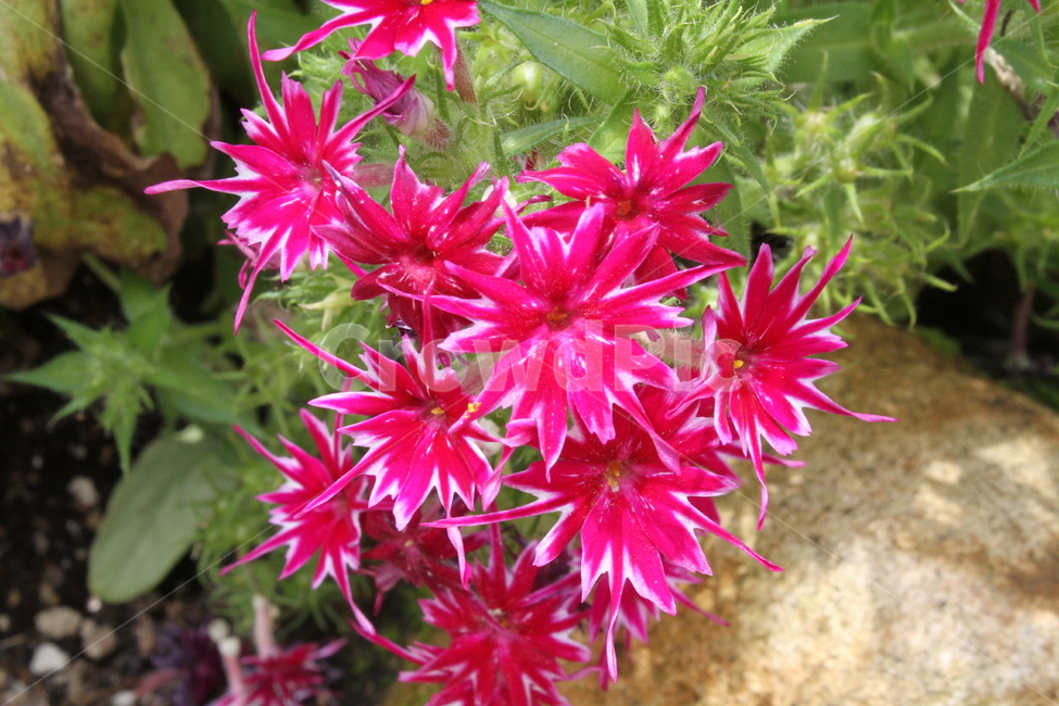 꽃,식물,플록스,phlox,정원,식물,자연,plants,nature,꽃,flower