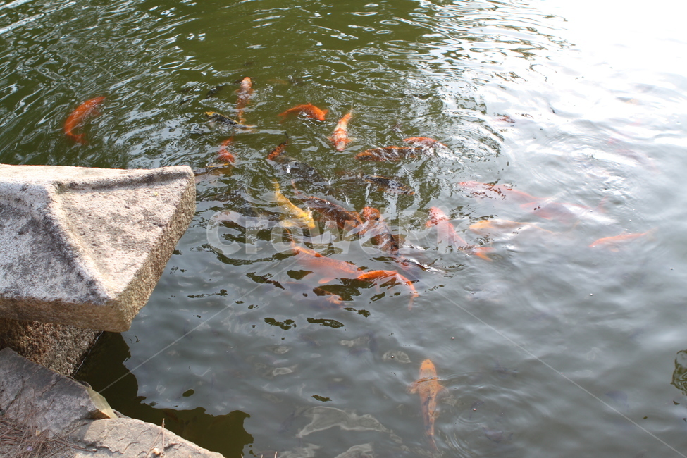물,water,공원,연못,돌,잉어,물고기,고기,물결,햇살